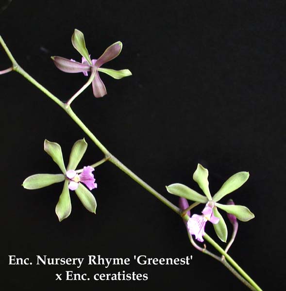E. Nursery Rhyme x Enc. ceratistes 1934