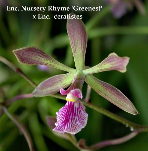 E. Nursery Rhyme x Enc. ceratistes 2025