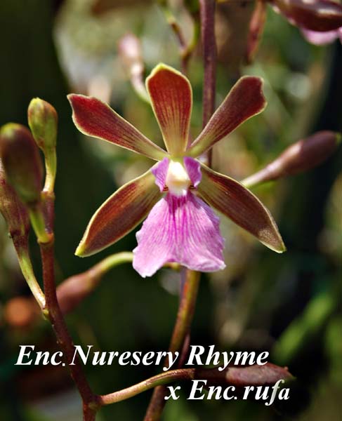 E. Nursery Rhyme x Enc. rufa_0165