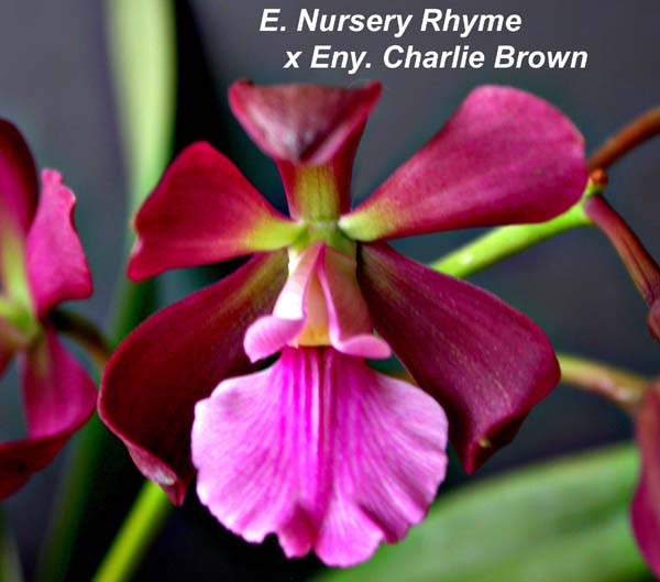 E. Nursery Rhyme x Eny. Charlie Brown 1919