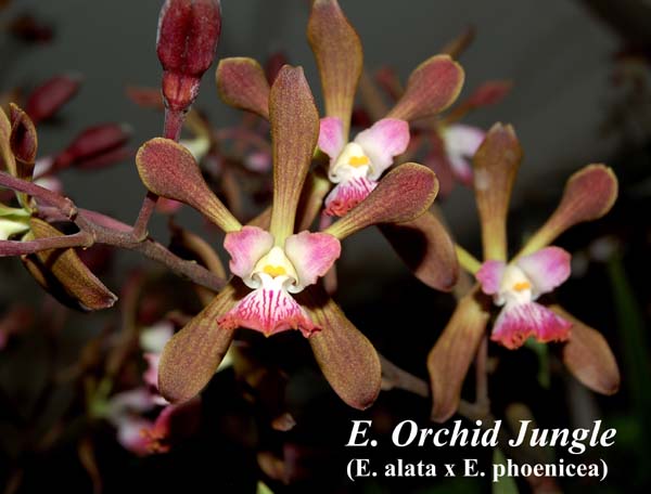 E. Orchid Jungle (E. alata x E. phoenicea)_6055