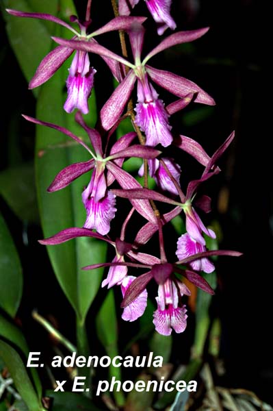E. adenocaula x E. phoenicea_6285