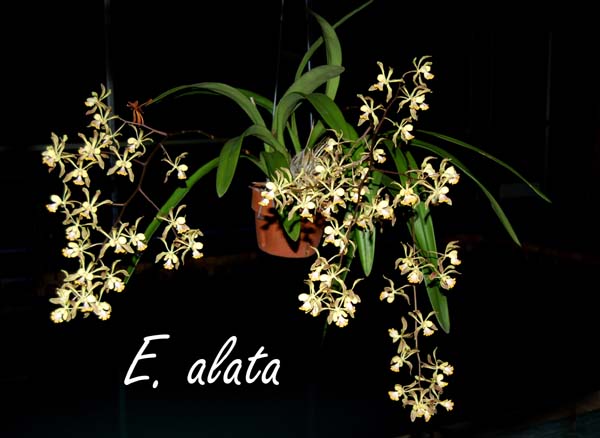 E. alata 3643