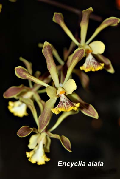 E. alata _2917