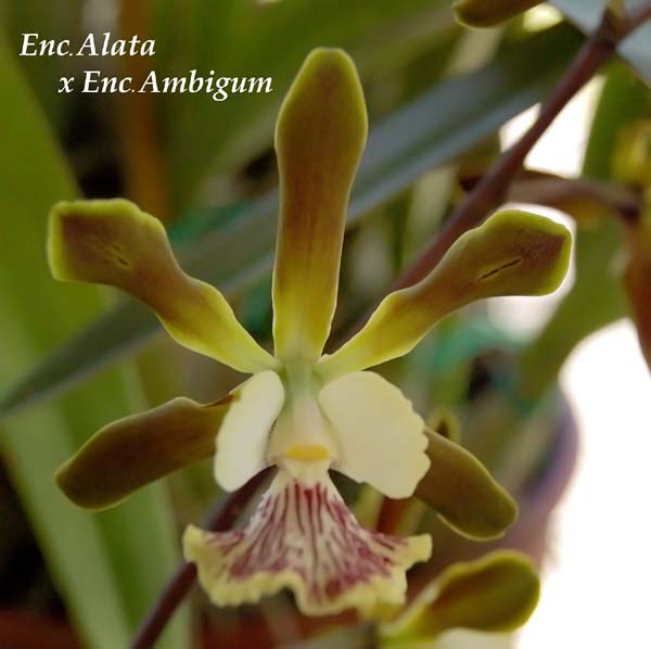 E. alata x Enc. Ambigum_0842