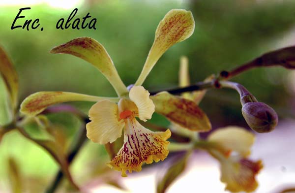 E. alata_3367