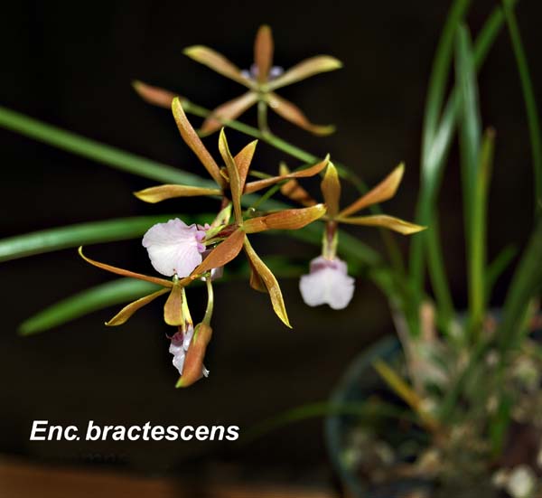 E. bractescens_6392
