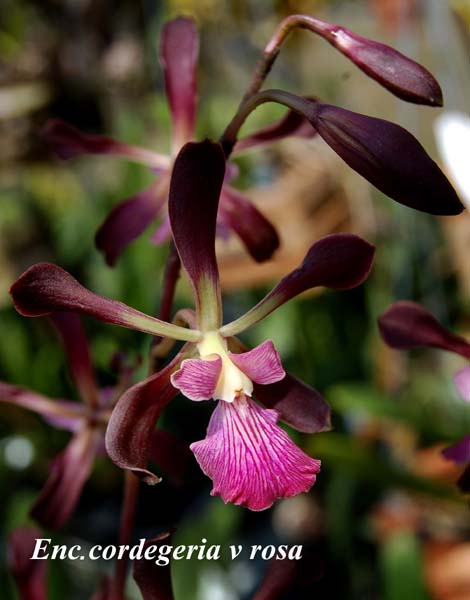E. cordegeria v rosa_0139