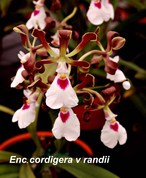 E. cordigera v randii_0273