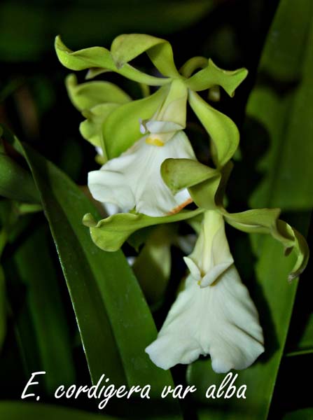 E. cordigera var alba_2249