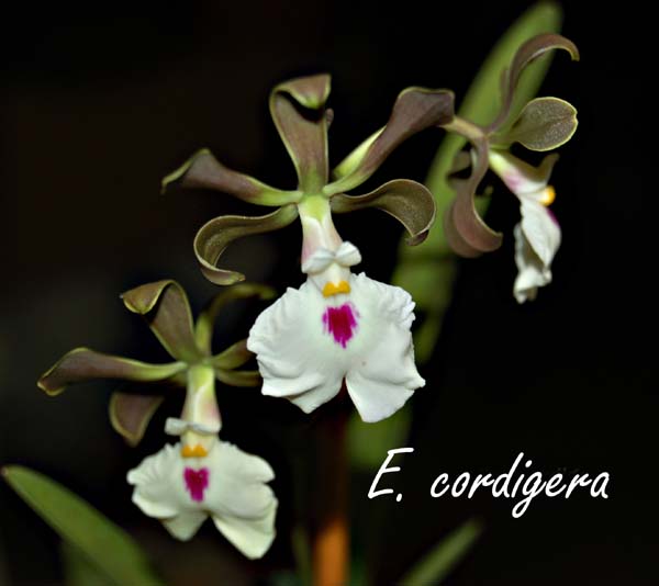 E. cordigera_6389