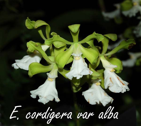 E. cordigeria alba_9615