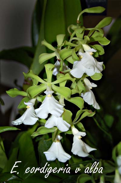E. cordigeria v alba_5355