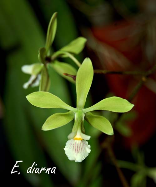 E. diurna_3432