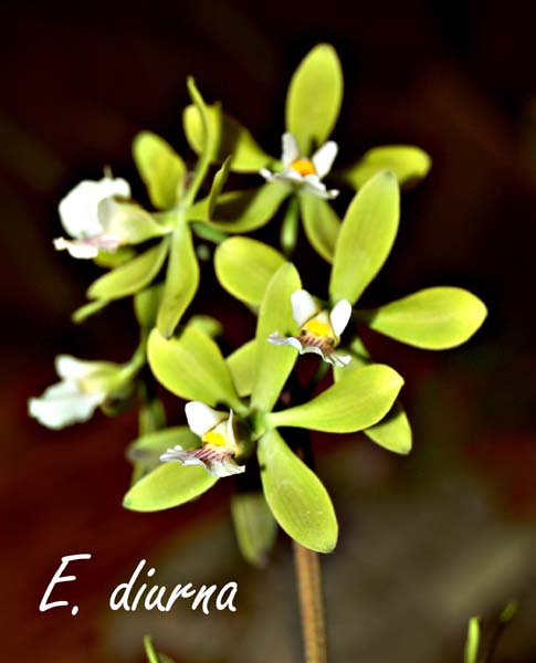 E. diurna_5878