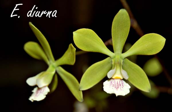 E. diurna_5882