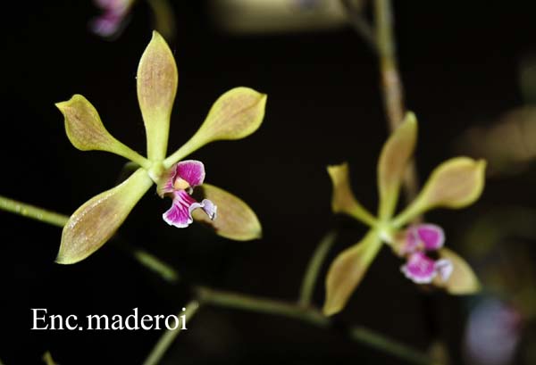 E. maderoi_9658