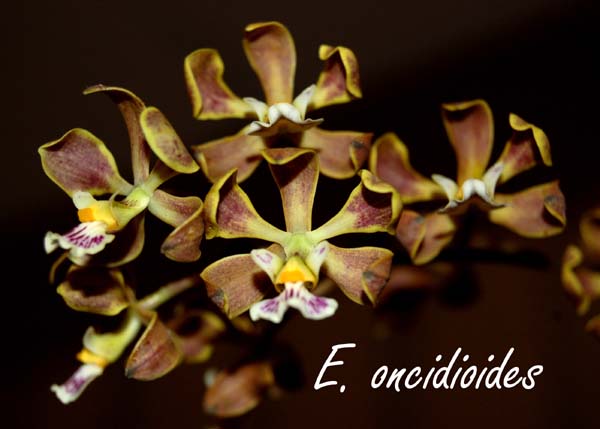 E. oncidioides_7705