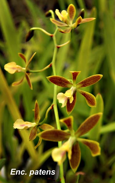 E. patens_8431