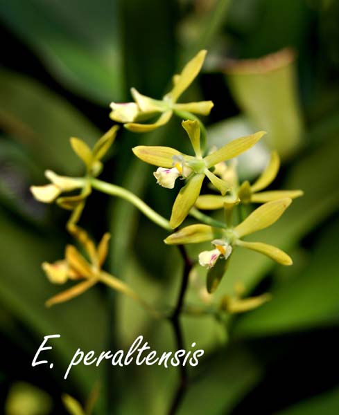 E. peraltensis_2081