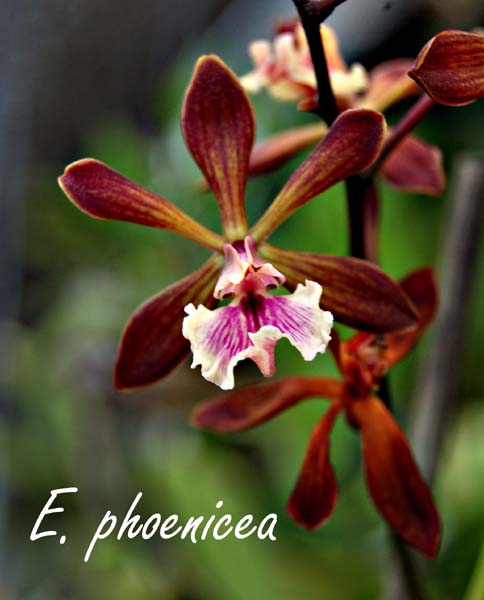 E. phoenicea_4119