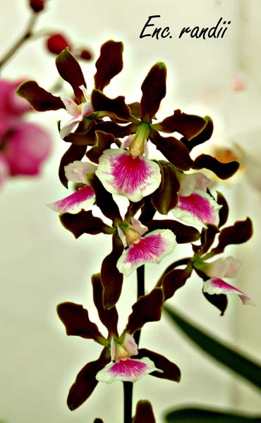 E. randii_0300