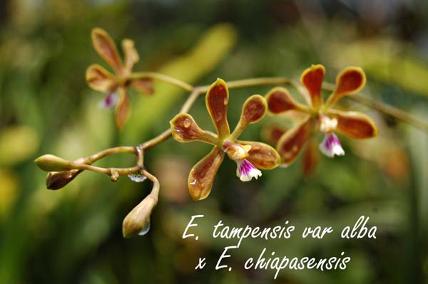 E. tampensis var alba x E. chiapasensis_3680