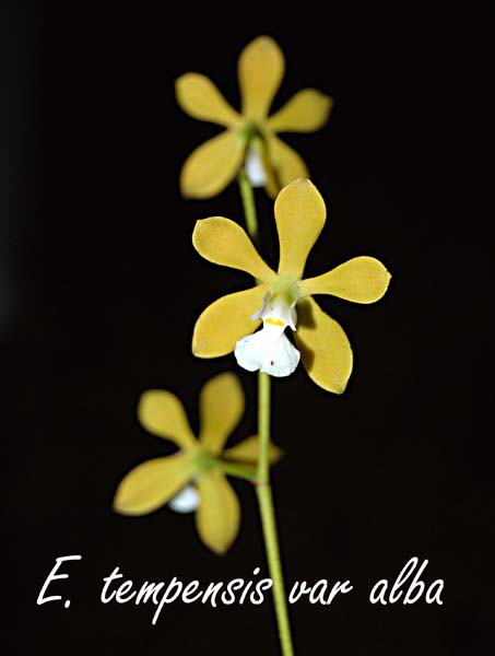 E. tempensis var alba _6973
