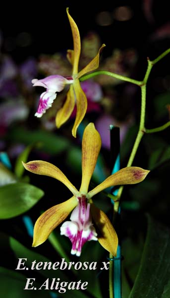 Enc. tenebrosa x Enc. Aligate