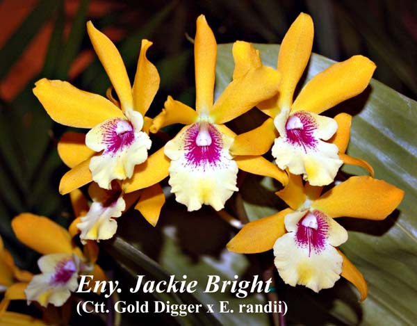 Eny. Jackie Bright  _7668