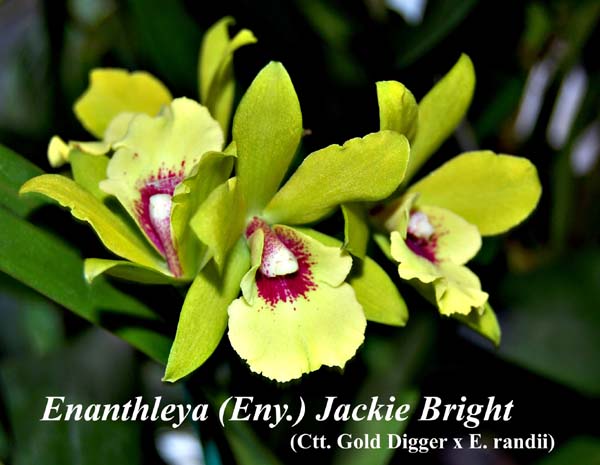 Eny. Jackie Bright_5809