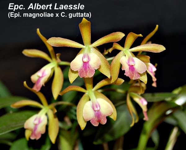 Epc. Albert Laessle _3428