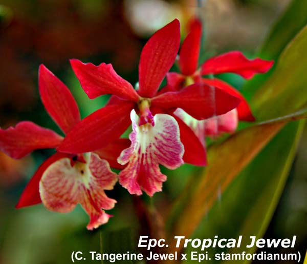 Epc. Tropical Jewel _2742
