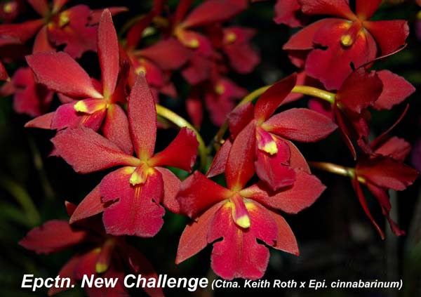 Epctn. New Challenge_5594