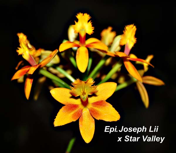 Epi. Joseph Lii x Star Valley_8918