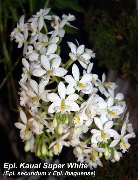 Epi. Kauai Super White (Epi. secundum x Epi. ibaguense)_2720