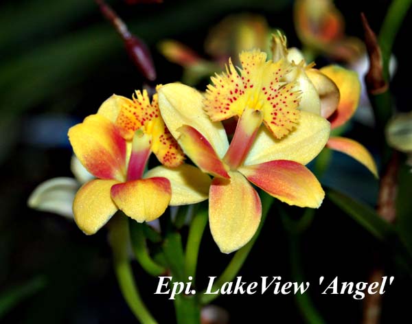 Epi. LakeView _Angel _7867 (3)