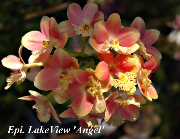 Epi. LakeView _Angel_7612