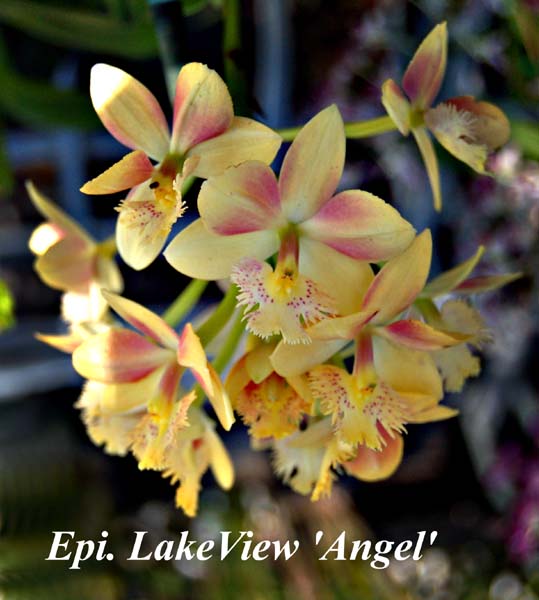 Epi. LakeView _Angel_7615