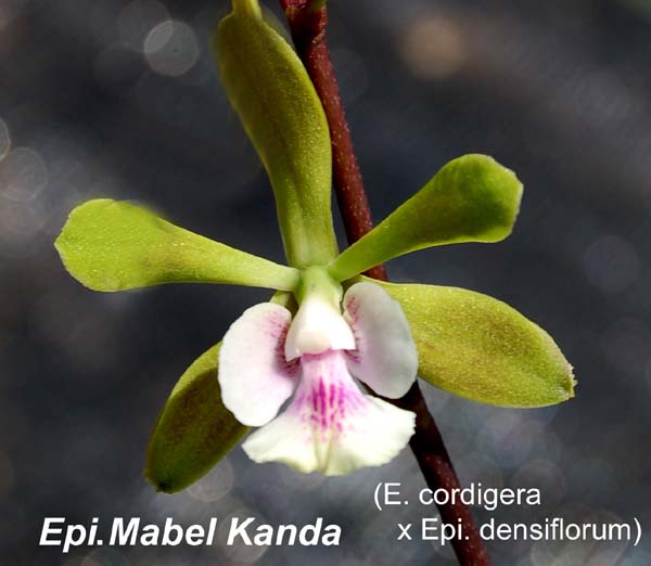 Epi. Mabel Kanda _6562