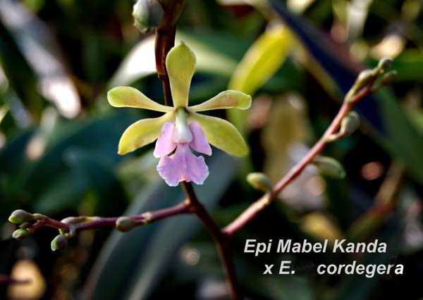 Epi. Mabel Kanda x E. cordegera_9190