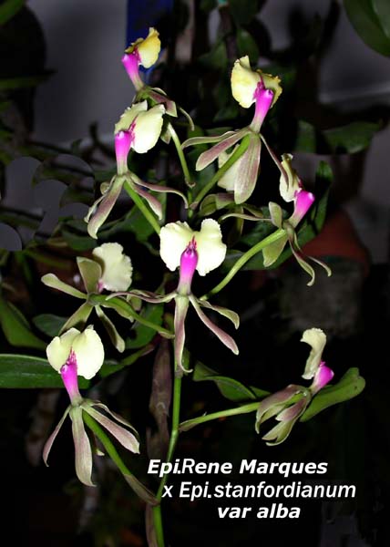 Epi. Rene Marques x Epi stainfordianne var alba 0874