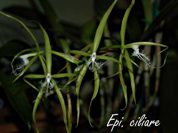 Epi. ciliare _5848