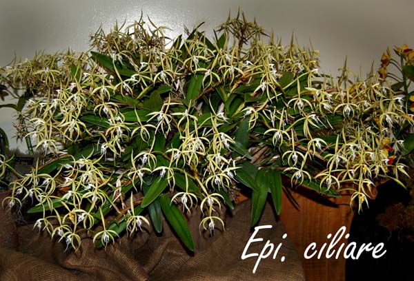 Epi. ciliare_5346