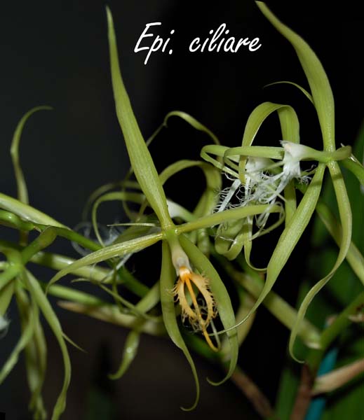 Epi. ciliare_5734