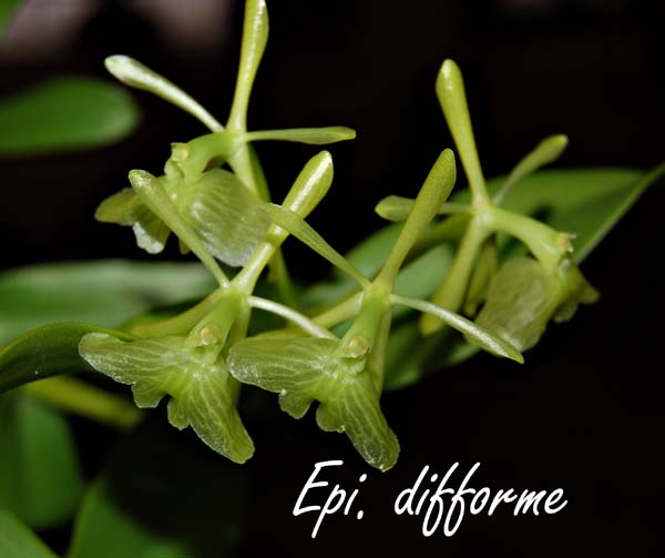 Epi. difforme_0957