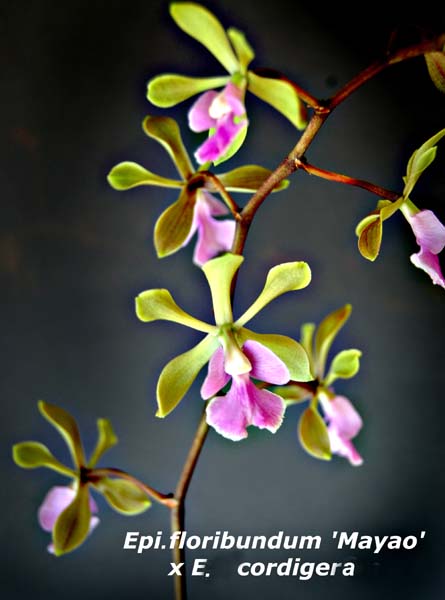 Epi. floribundum  x E. cordigerum _2237