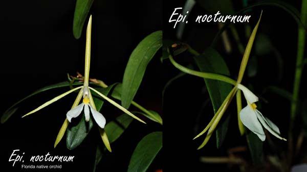 Epi. nocturnum
