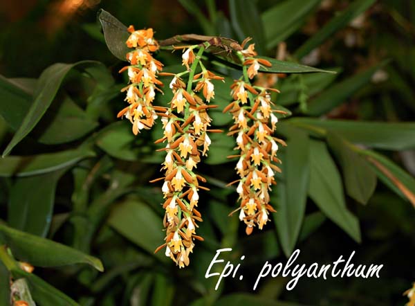 Epi. polyanthum_5959