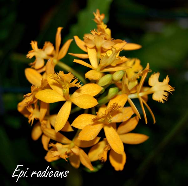 Epi. radicans_2579